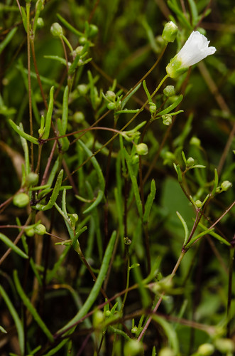 var arenaria caryophyllaceae glabra dicots groenlandica appalachiansandwort minuartiaglabra arenariaglabra porsilidiaglabra sabulinaglabra arenariagroenlandicavarglabra