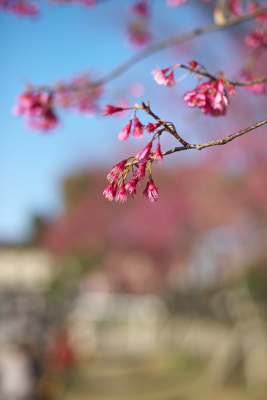 東京路地裏散歩 上野公園の桜 谷中から上野へ 2015年3月25日