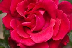 Rose de Gerberoy - Photo of Buicourt