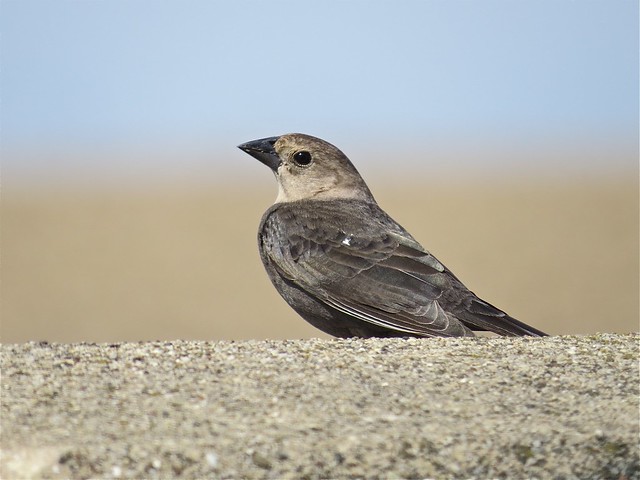 Brown-headed Cowbird in Livingston County, IL 01
