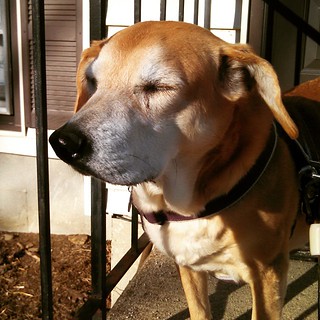 Sophie says Good Morning IG! She's not sure what to make of that bright ball in the sky... It's been awhile! #dogstagram #rescued #houndmix #adoptdontshop #instadog