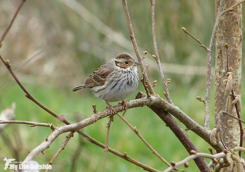 P1110280 - Little Bunting, Forest Farm