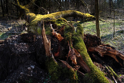 tree broken forest bayern hurricane wald baum stormdamage sturm sturmschaden olching