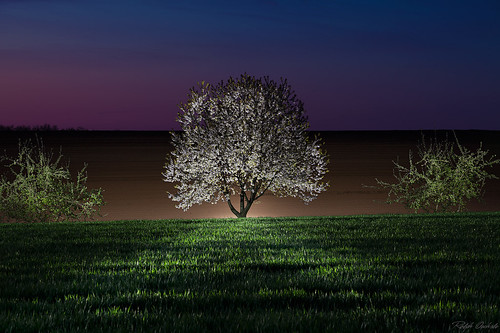 lightpainting field cherry spring paintingwithlight cherryblossom cherrytree kirschblüte malenmitlicht