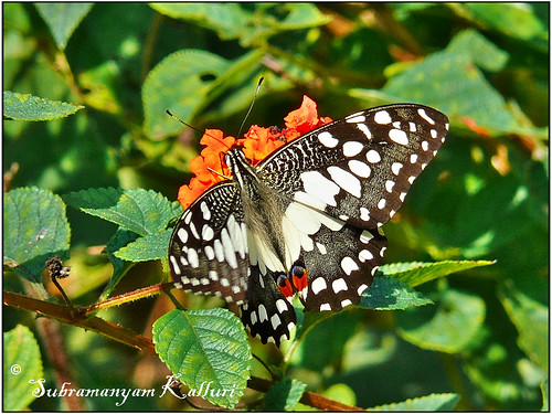 butterflies insects limebutterfly papilionidae narsapur butterfliesofindia butterfliesofandhrpradesh butterfliesofhyderabad