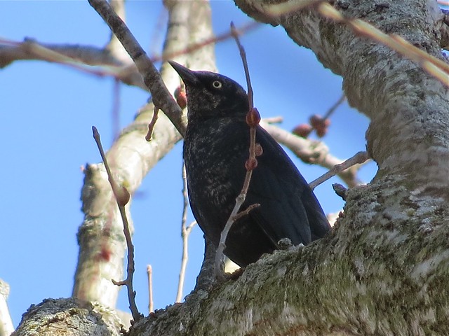 Rusty Blackbird at the Kenneth L. Shroeder Wildlife Sanctuary in McLean County, IL 10