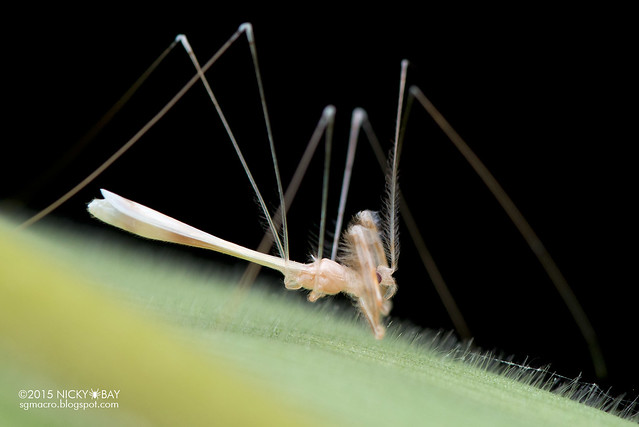 Thread-legged assassin bug (Emesinae) - DSC_4591