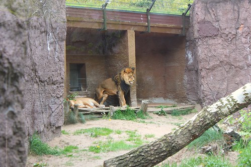 lions at Tierpark Ueckermünde