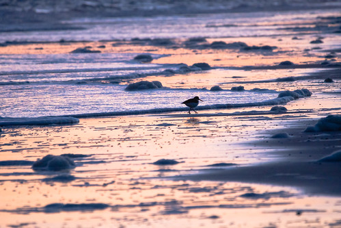 bird beach strand sunrise germany island dawn surf sony sigma insel northsea ostfriesland oystercatcher tele nordsee sonnenaufgang vogel baltrum niedersachsen lowersaxony brandung morgendämmerung eastfrisia austernfischer sigma120400mmf4556 a77ii a77m2 alpha77ii