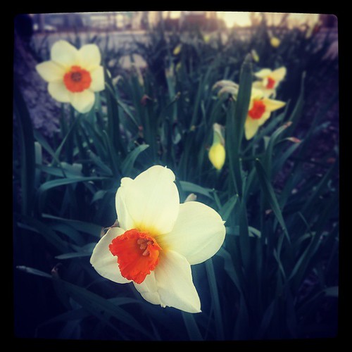 The flowers are starting to bloom down at Lytle Park...