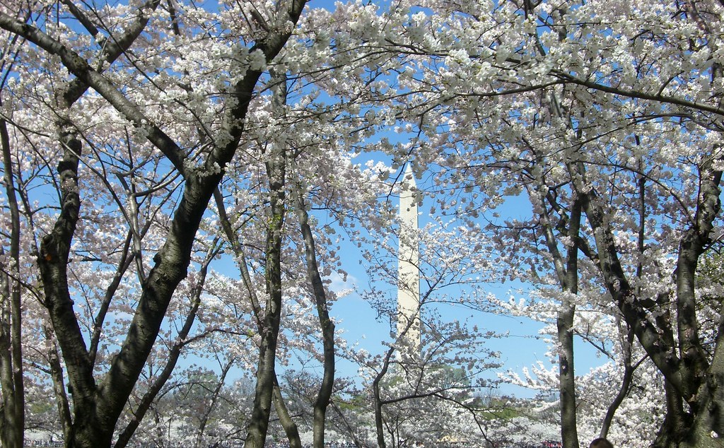 CHerry Blossoms with the Washington Monument