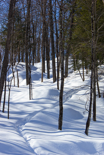 trees winter snow path hiver omega bluesky trail arbres neige parc sentier montebello cielbleu 2016