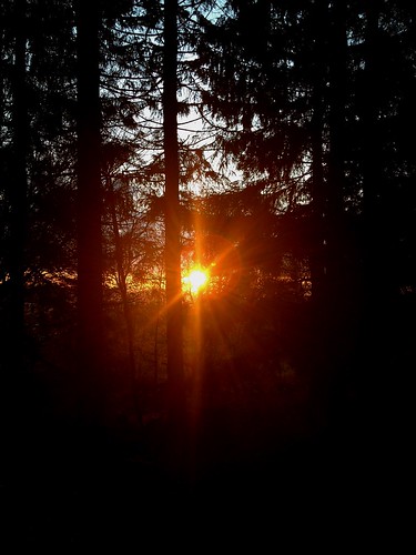 trees sunset naturaleza sunlight tree luz nature forest germany arbol atardecer deutschland licht solar arboles sonnenuntergang darkness natur bosque alemania wald bäume baum dunkel sankt oscuridad dunkelheit andreasberg
