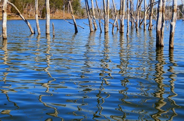 Tree Reflections, Lake Moogerah, Scenic Rim