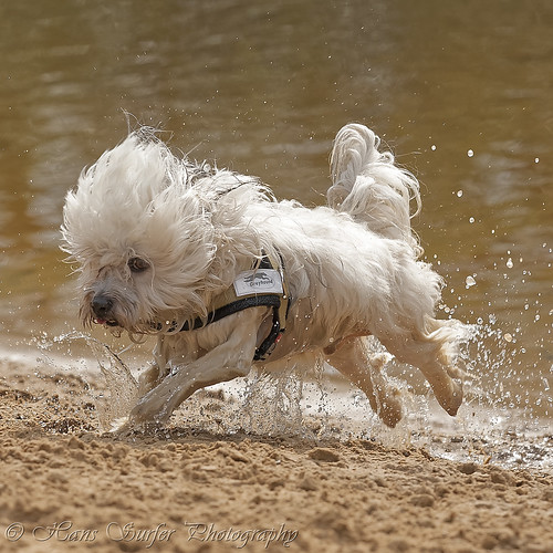 netherlands havanese wetdog runningdog lutterzand ononeleg