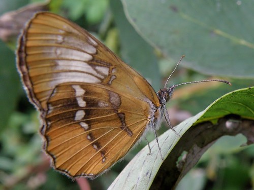insectos butterflies mariposas mestraamymone olympussp570uz