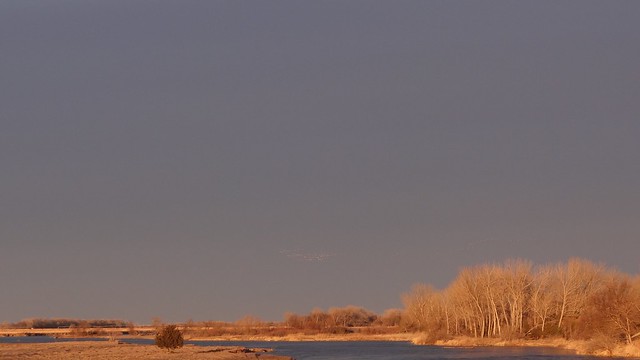 Sandhill cranes, Platte River