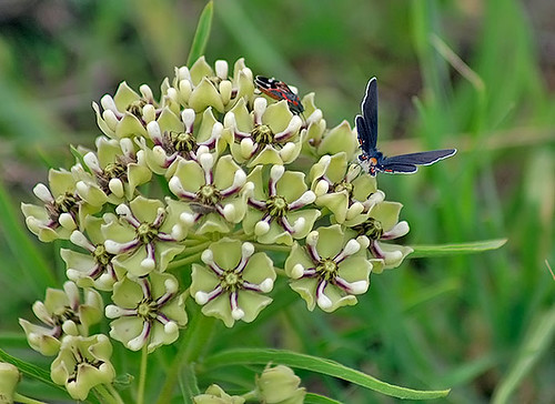 nature butterfly insect texas wildlife lepidoptera decatur milkweedbug lbjgrasslands grayhairstreak