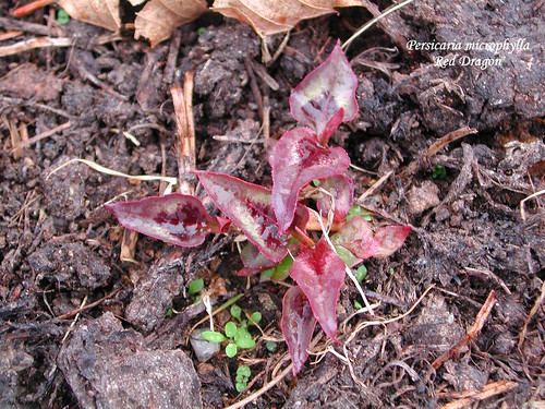 Persicaria microphylla 'Red Dragon'