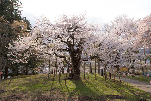 jp 桜 cherryblossom 日本 岩手県 遠野市