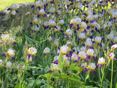 flowers pennsylvania quarryville