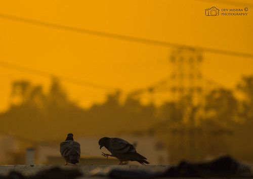 sunset bird togetherness wildlife couples piegons