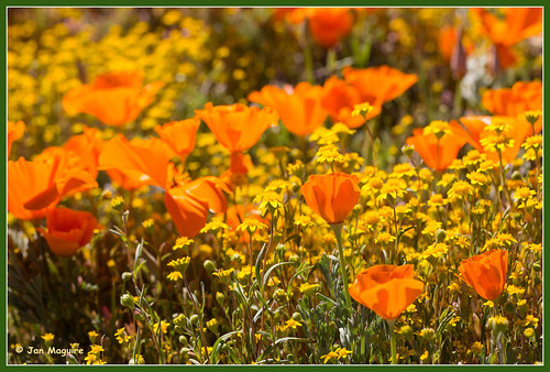 california unitedstates lancaster wildflowers antelopevalley californiapoppy goldfield lastheniacalifornica eschscholtziacalifornica