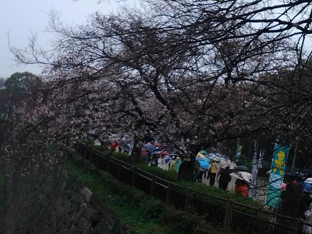9571大板城的櫻花