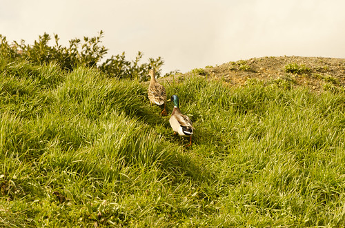 wild green animal outside duck nikon canard colvert greelow