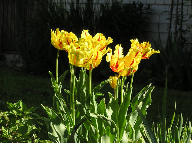 Tulipa 'Texas Flame'
