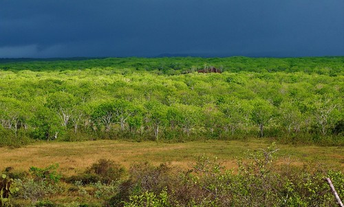 trees southamerica landscape outdoors island ecuador rainclouds rabidaisland photographictours pentaxk7 galapagos2013 naturalexposures sueroehl