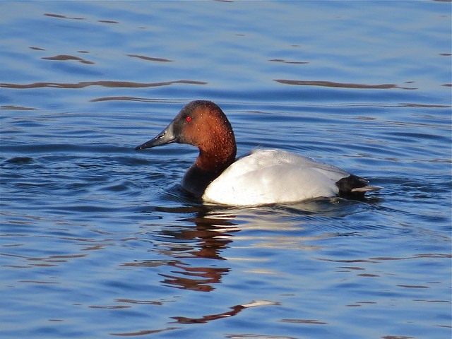 Canvasback at Lake Bloomington in McLean County, IL 03