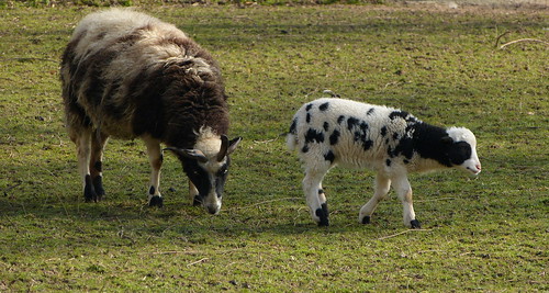 sheep lamb piebald lam schapen bont tiergartenkleve panasonicdmcfz150 1200958