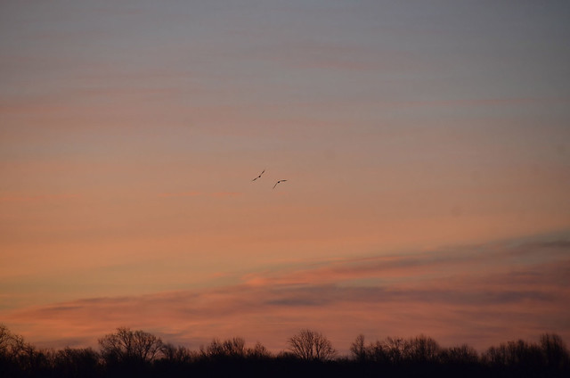 You have to look hard to see these bald eagles that I only captured as they flew off into the sunrise