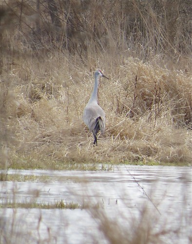 Sandhill Crane at the Kenneth L. Schroeder Wildlife Sanctuary in McLean County, IL 01