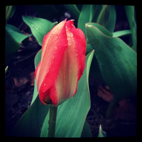 A blossoming flower at Lytle Park in downtown Cincinnati... #SPRINGinCINCY