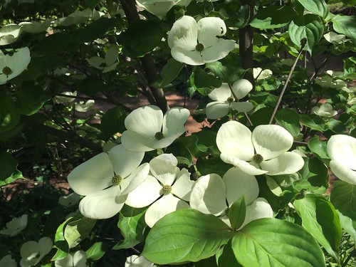 Cornus (kousa x nuttallii) x kousa 'Venus' May 03, 16 (2)