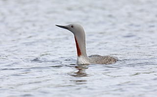 Red-throated Loon [Diver]