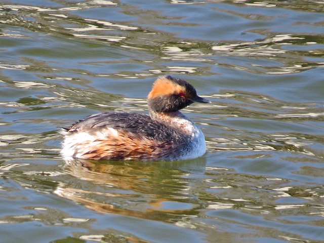 Horned Grebe at Lake Bloomington in McLean County, IL 06