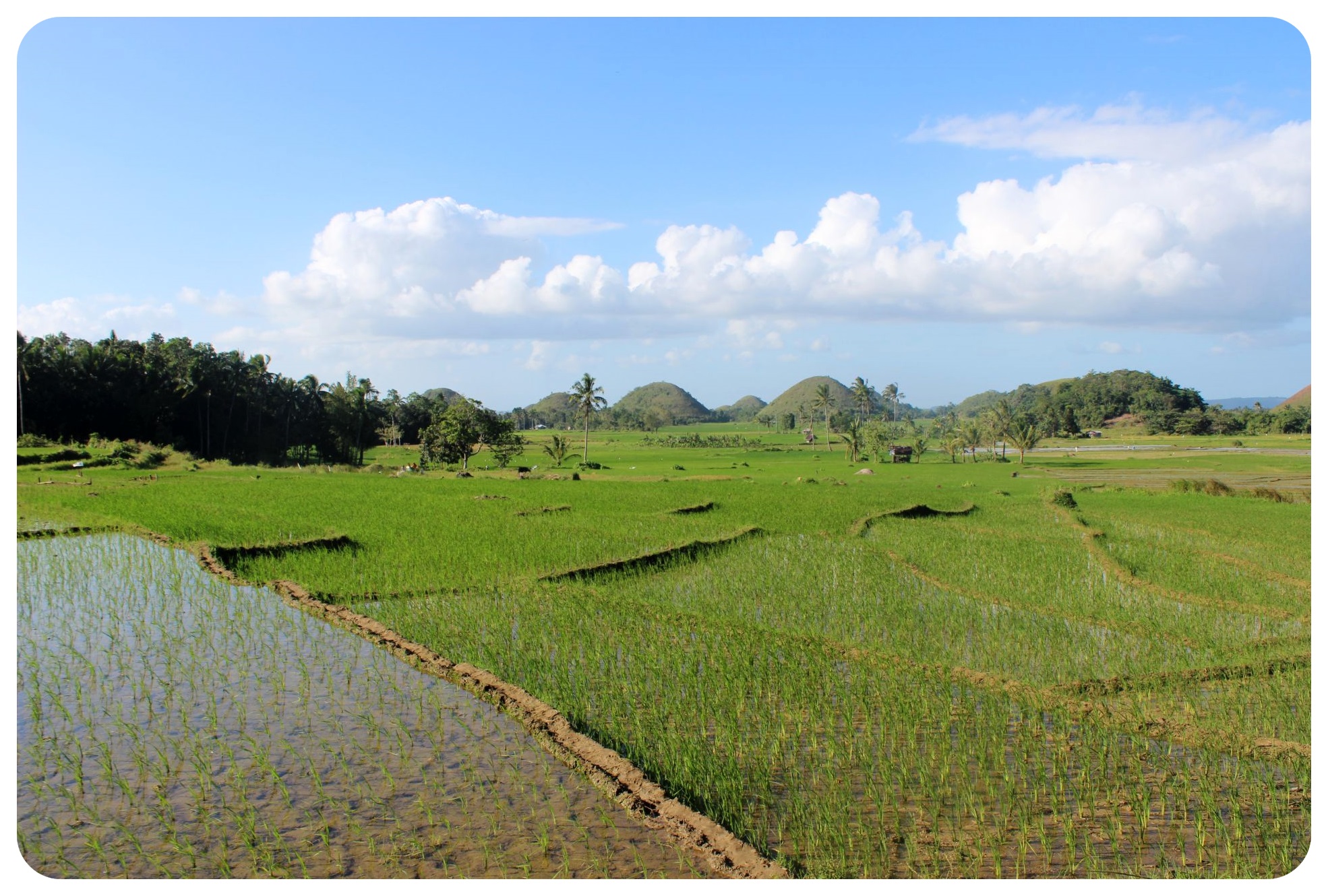 bohol rice fields