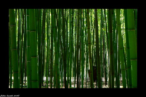 plante jardin arbre bambou gard exotique anduze bambouseraie
