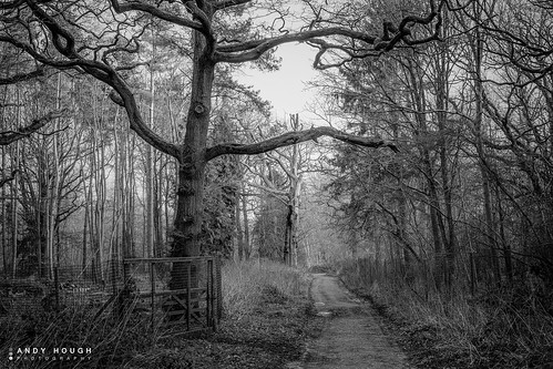 wood trees england monochrome fence woodland gate track unitedkingdom walk sony dorchester bridleway a99 sonyalpha andyhough slta99v littlewittenhamwood andyhoughphotography