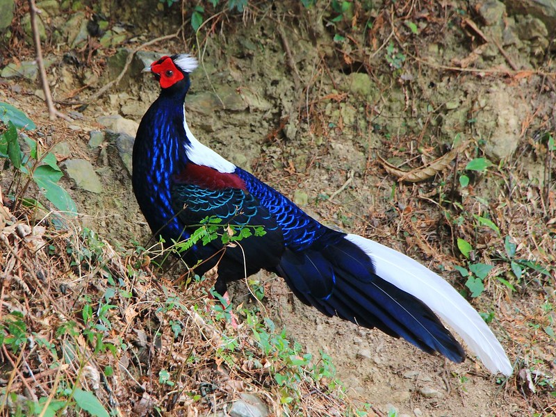 IMG_9594 藍腹鷴 Swinhoe's Pheasant