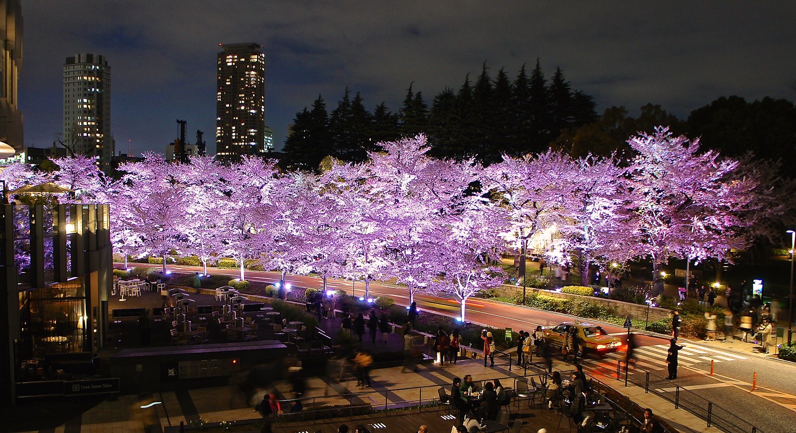 Tokyo Midtown Cherry Blossoms