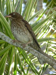 Jayuya, Hacienda Gripinas bird  (2)