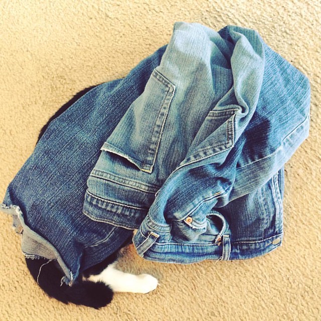 Sorting Laundry #laundryday #cats #tuxedocats #catshelpingwithchores