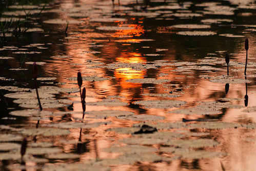 cambodia sunset water lotus reflection