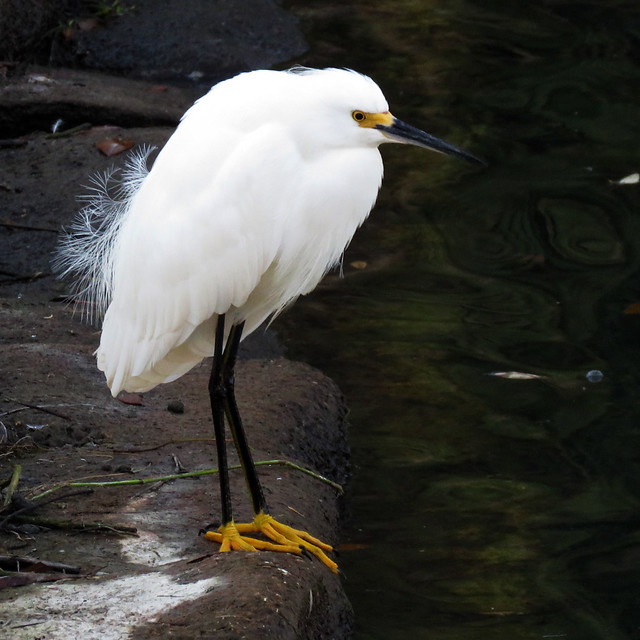 Snowy Egret (Egretta thula)