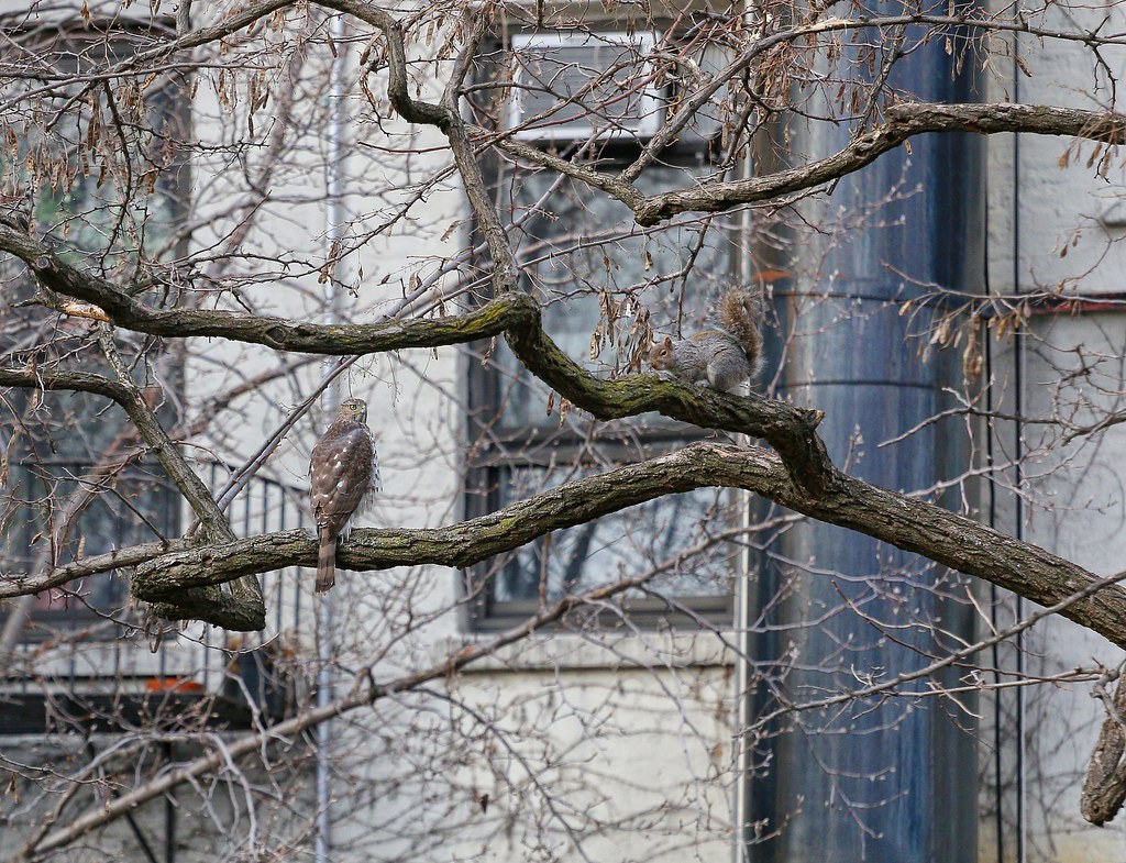 Cooper's hawk and squirrel in the Marble Cemetery
