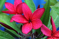 Red frangipani